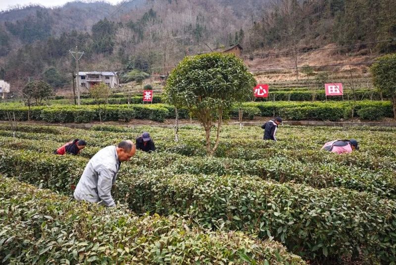 关于人勤春来早，卡子茶园管护忙的相关信息