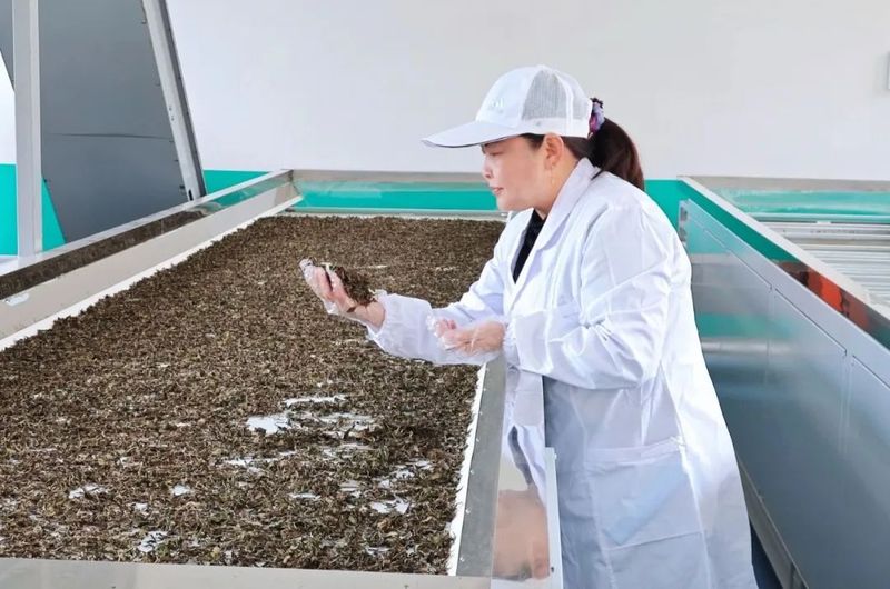 关于人勤春来早，卡子茶园管护忙的相关信息(1)