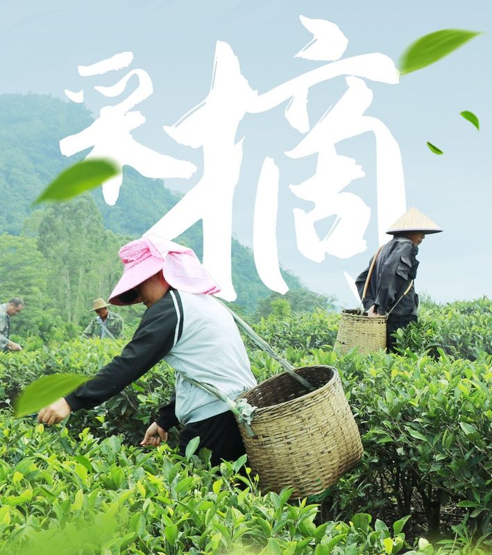 关于春茶采摘时间表出炉！春茶采制需做好哪些准备工作？的消息