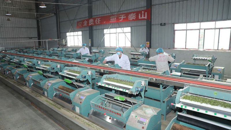 关于春茶采摘时间表出炉！春茶采制需做好哪些准备工作？的消息(4)