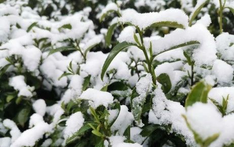 关于春茶采摘时间表出炉！春茶采制需做好哪些准备工作？的消息(8)