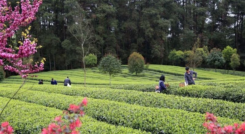 关于春茶采摘时间表出炉！春茶采制需做好哪些准备工作？的消息(6)