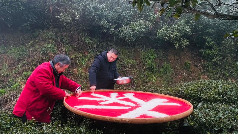 有关于惊蛰舂醒日 福鼎茶农喊山祭茶的信息(4)