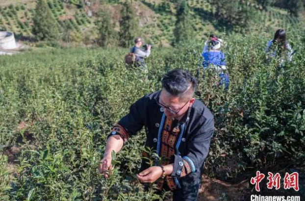 有关于2024年贵州绿茶“黔岭开茶季”启动的信息(2)