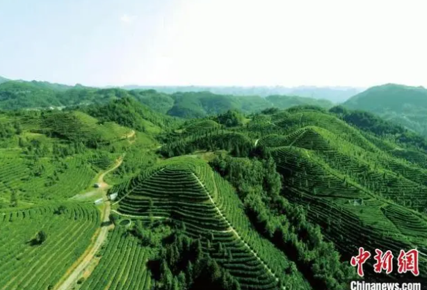 有关于2024年贵州绿茶“黔岭开茶季”启动的信息(1)