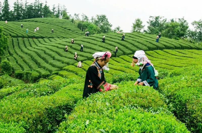 有关于2024年1月茶行业资讯汇总的内容(1)