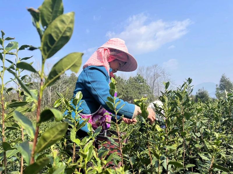有关于茶山醒了 ，上春山，采春茶的相关内容
