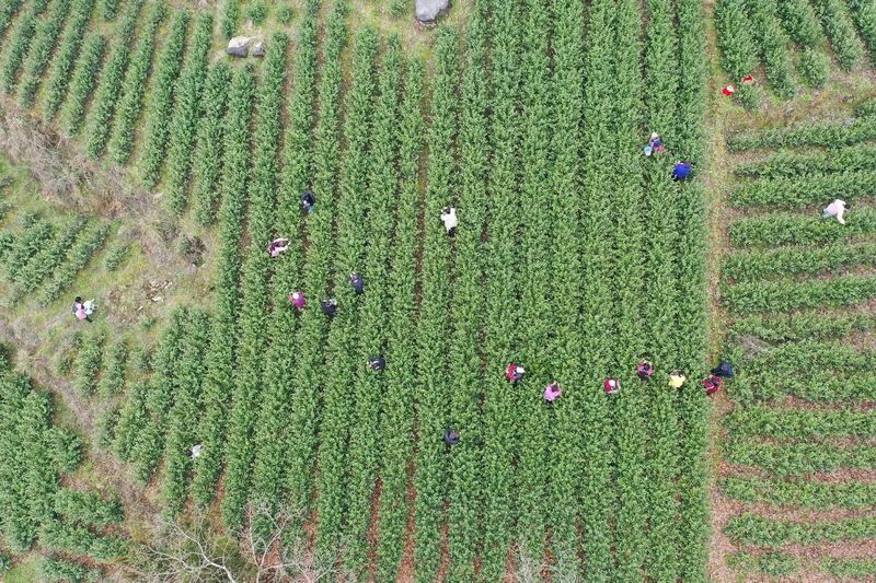 有关于茶山醒了 ，上春山，采春茶的相关内容(2)