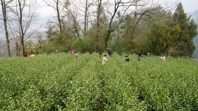 有关于茶山醒了 ，上春山，采春茶的相关内容(1)