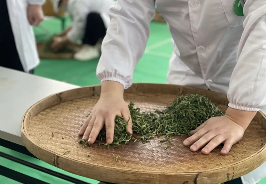 关于2024广西春茶暨昭平有机茶开采系列活动之“制茶妙手王”大赛的新闻(3)