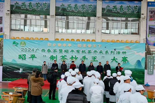 关于2024广西春茶暨昭平有机茶开采系列活动之“制茶妙手王”大赛的新闻