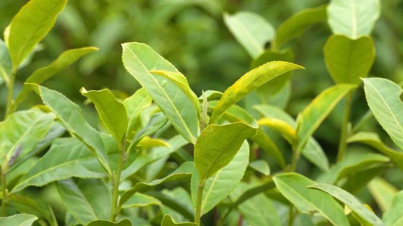 有关于一片小茶叶 百亿大产业的新闻(8)