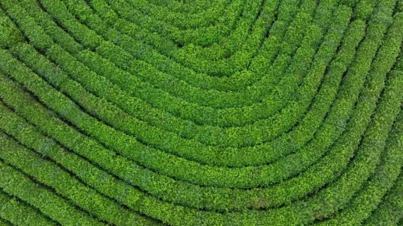 有关于一片小茶叶 百亿大产业的新闻(9)