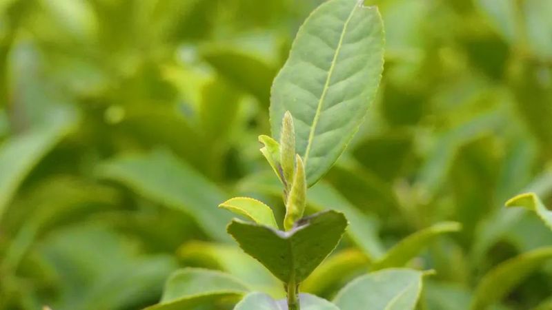 有关于一片小茶叶 百亿大产业的新闻(5)