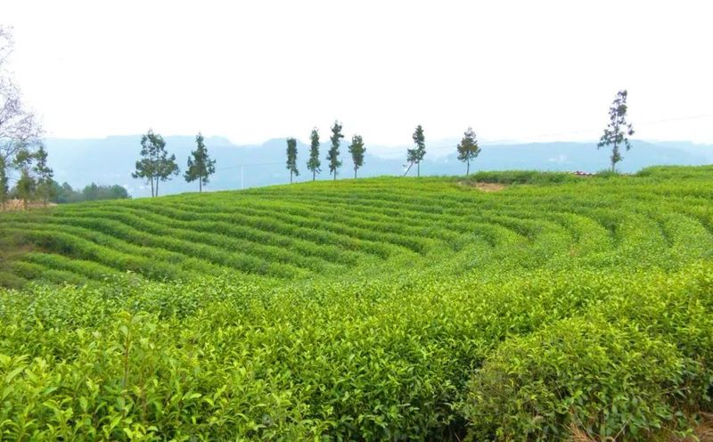 有关于一片小茶叶 百亿大产业的新闻(7)
