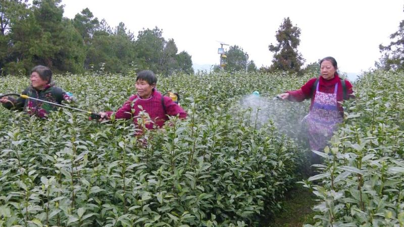 有关于一片小茶叶 百亿大产业的新闻(1)