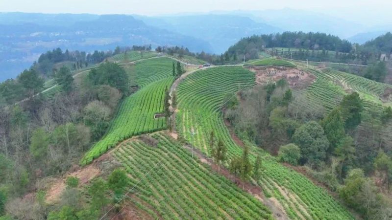 有关于一片小茶叶 百亿大产业的新闻