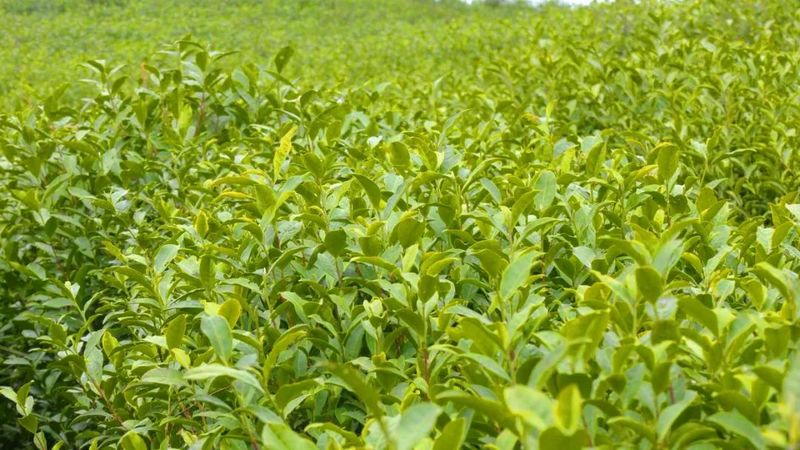 有关于一片小茶叶 百亿大产业的新闻(4)