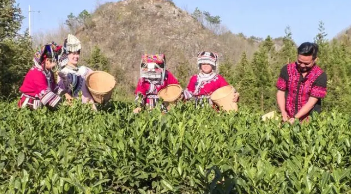 关于盘州：春日春山采春茶的资讯(4)