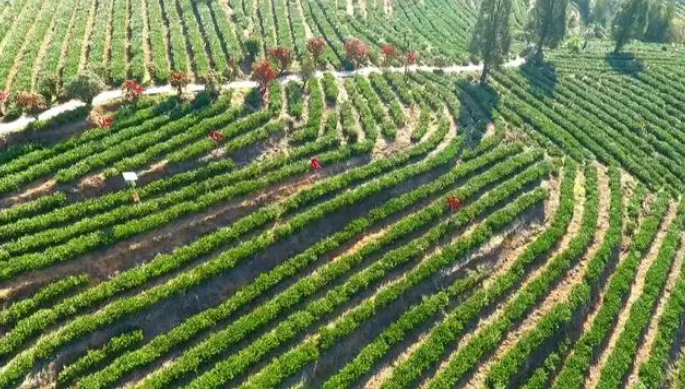 关于盘州：春日春山采春茶的资讯(1)