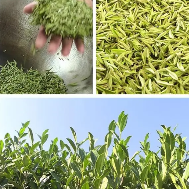 关于盘州：春日春山采春茶的资讯(6)