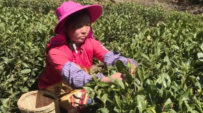 关于盘州：春日春山采春茶的资讯(3)