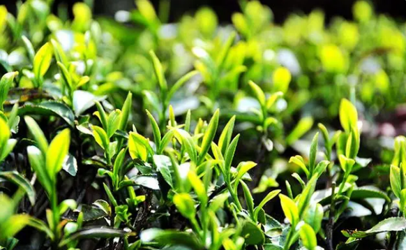 有关于屏南小种红茶、凤茶、鹫峰乌龙茶是什么茶？屏南县发布三项团体标准的最新消息(2)