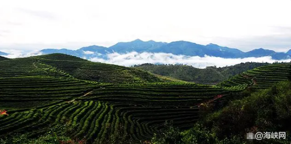 有关于屏南小种红茶、凤茶、鹫峰乌龙茶是什么茶？屏南县发布三项团体标准的最新消息