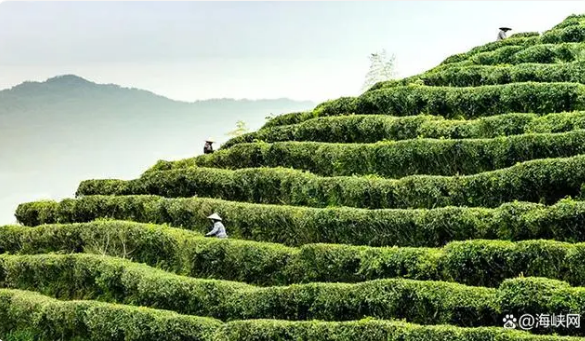 有关于屏南小种红茶、凤茶、鹫峰乌龙茶是什么茶？屏南县发布三项团体标准的最新消息(1)