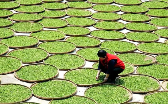 有关于屏南小种红茶、凤茶、鹫峰乌龙茶是什么茶？屏南县发布三项团体标准的最新消息(3)