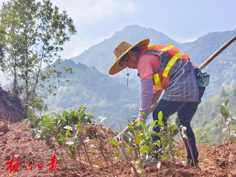 有关于长洲区掀起新一轮生态茶园建设高潮的资讯