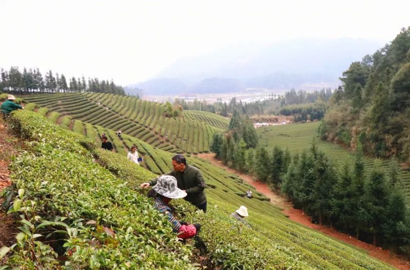 关于浮梁布臧湾乡 春茶开园！的相关内容(1)