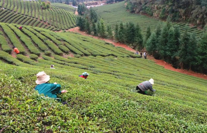 关于浮梁布臧湾乡 春茶开园！的相关内容