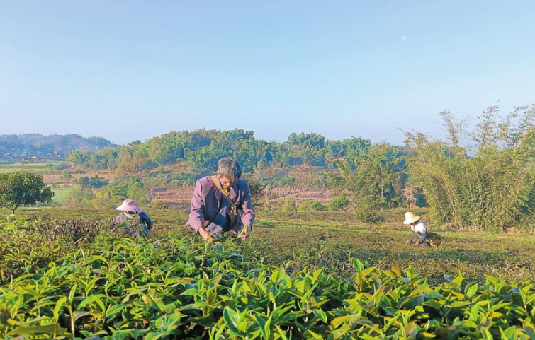 有关于普洱景谷9.34万亩春茶陆续开采的消息