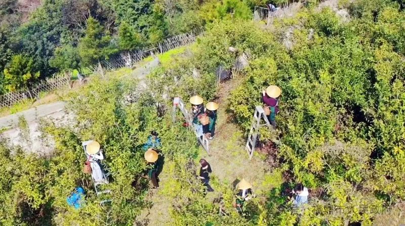 关于“三茶统筹”持续发力的消息