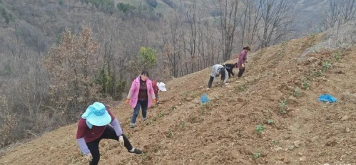 有关于延坪茶园管护忙 蓄势春来茶飘香的内容(1)