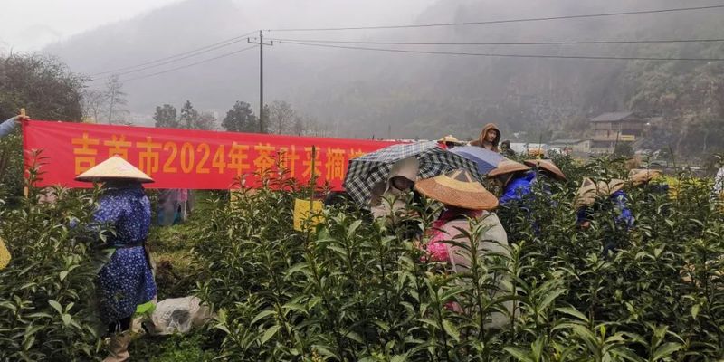 有关于吉首市2024年春茶采摘技术培训在矮寨开讲啦的相关信息