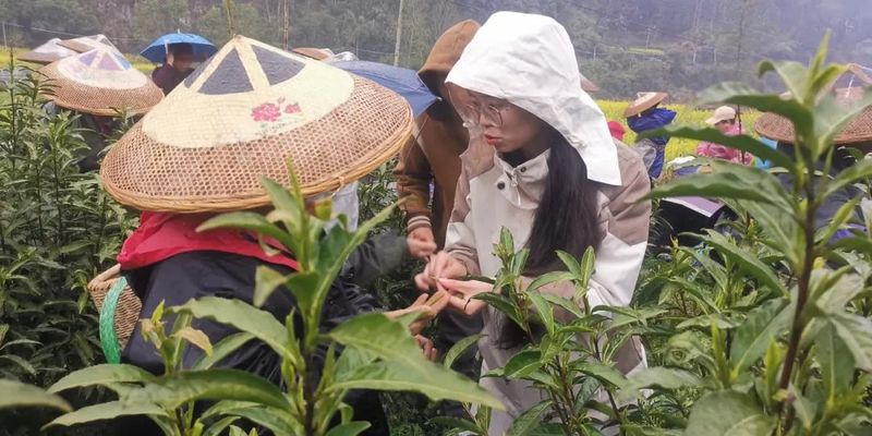 有关于吉首市2024年春茶采摘技术培训在矮寨开讲啦的相关信息(1)