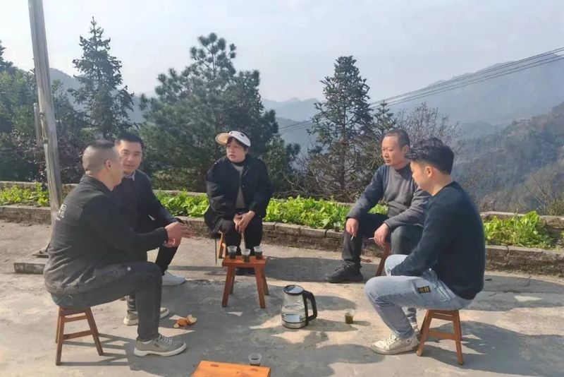 有关于龙泉镇带领茶商实地商讨茶产业发展事项的消息
