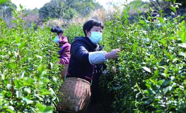 关于普陀区 茶山奏春曲 采茶正当时的信息