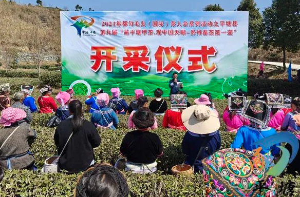 关于品平塘甲茶·观中国天眼—“贵州春茶第一壶”开采的消息