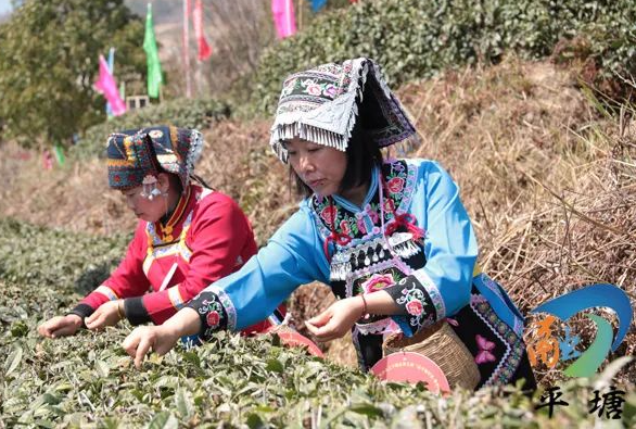 关于品平塘甲茶·观中国天眼—“贵州春茶第一壶”开采的消息(1)