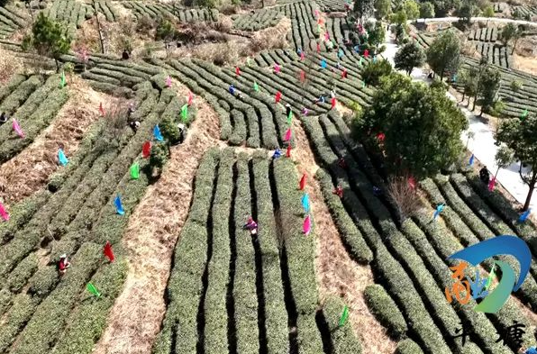 关于品平塘甲茶·观中国天眼—“贵州春茶第一壶”开采的消息(4)