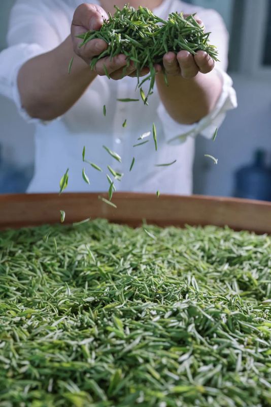 关于洞庭山碧螺春茶,抢“鲜”开采!的相关内容(4)