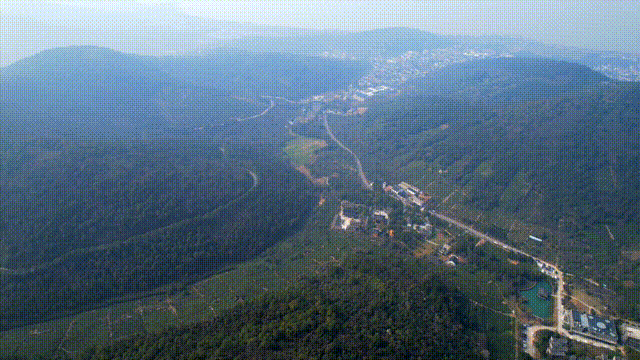 关于洞庭山碧螺春茶,抢“鲜”开采!的相关内容(1)