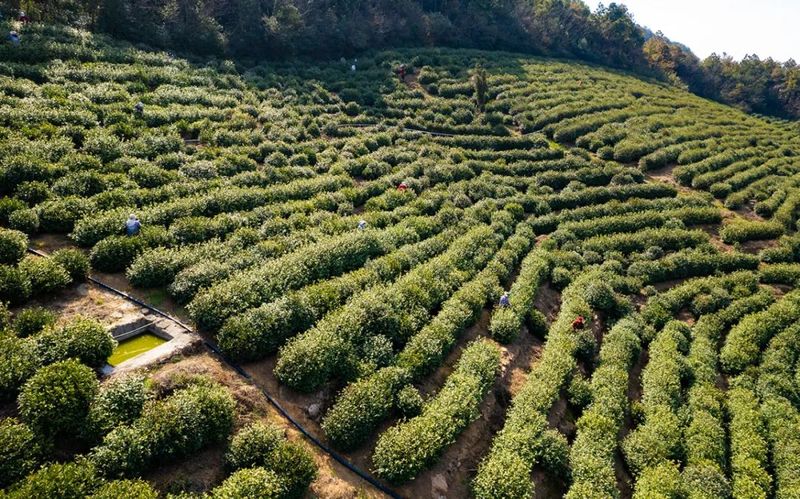 关于洞庭山碧螺春茶,抢“鲜”开采!的相关内容