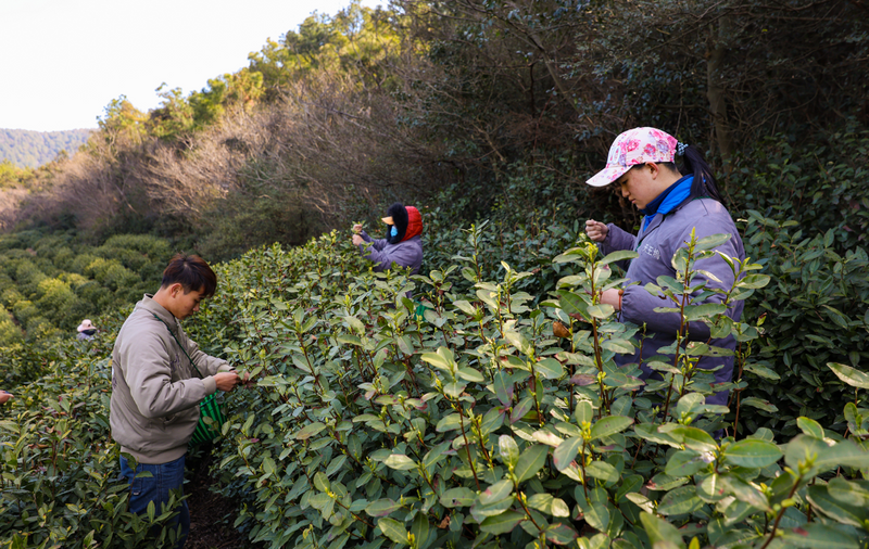 关于洞庭山碧螺春茶,抢“鲜”开采!的相关内容(3)