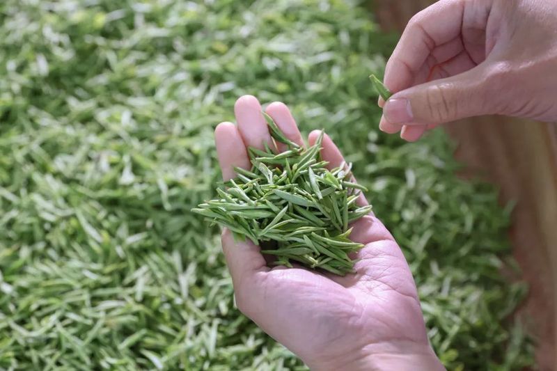 关于洞庭山碧螺春茶,抢“鲜”开采!的相关内容(5)