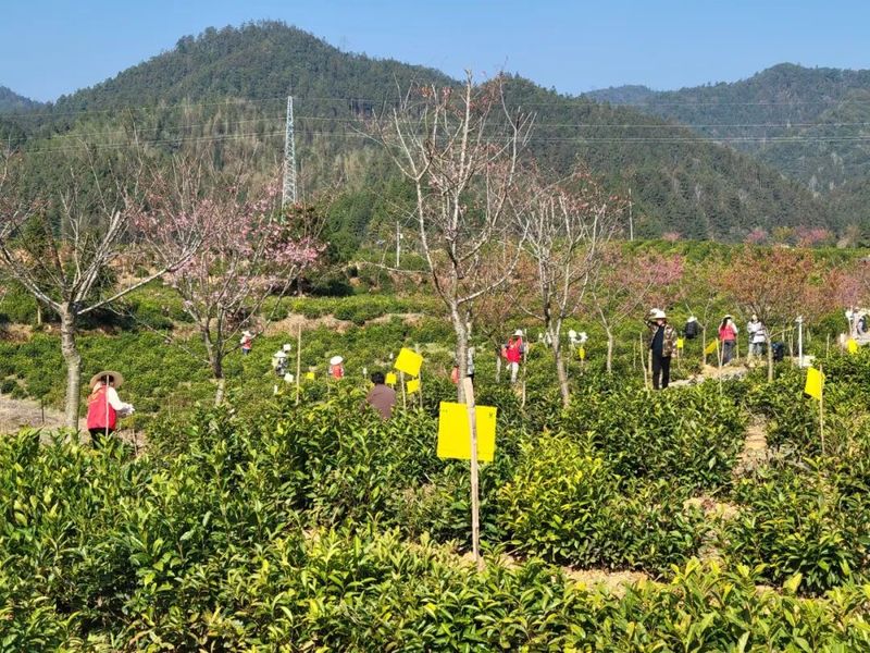 有关于平里镇：“小黄板”助力生态茶园绿色防控的资讯