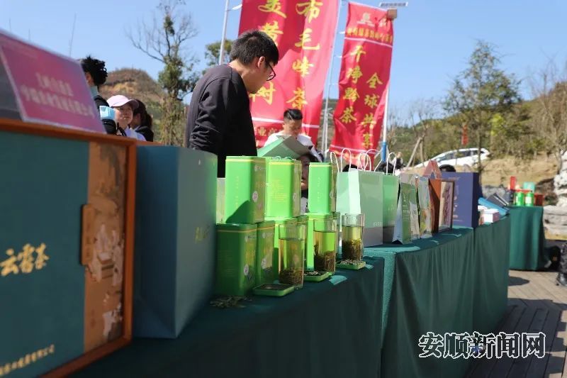 关于安顺市2024贵州绿茶黔岭开茶季活动举行的相关内容(3)
